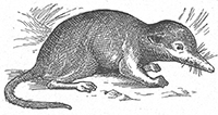 imagette de bas de page