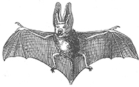 imagette de bas de page