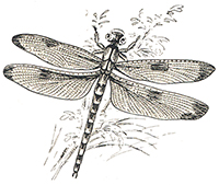 imagette de bas de page