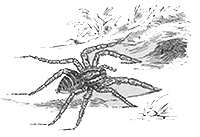 imagette de bas de page no 1803