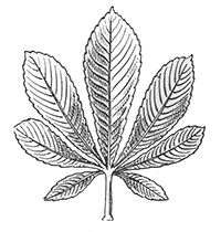imagette de bas de page no 1809