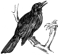 imagette de bas de page no 1811