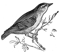 imagette de bas de page