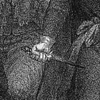 Un Ballo in maschera
