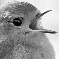 Drôles d’oiseaux