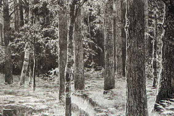 Bois de peupliers armure, de I. Siskin. Rome, Novosti.